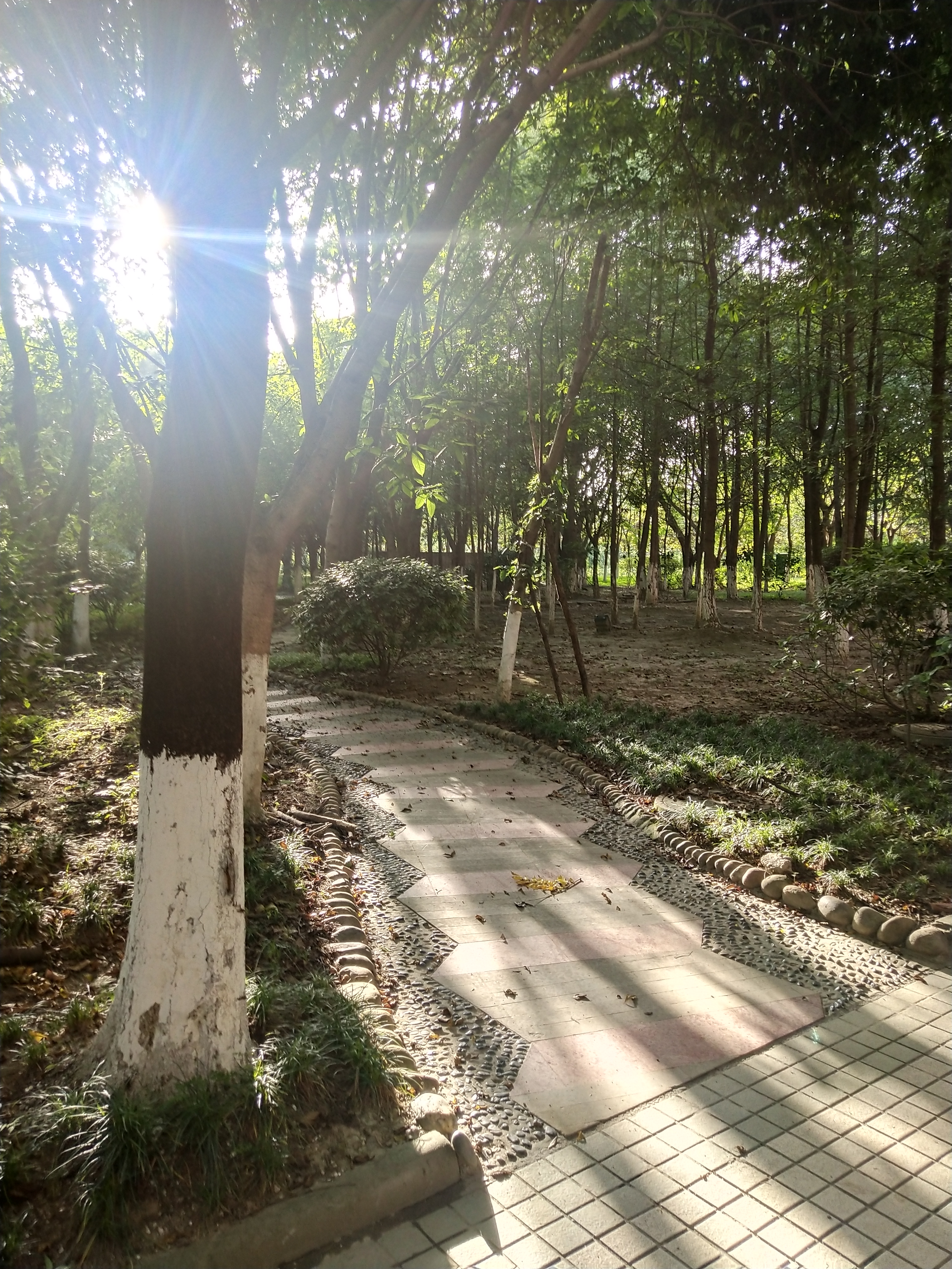 林中的一抹阳光